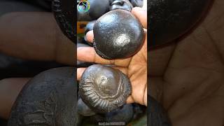 Shaligram different types of shaligram shila  gandaki river shaligram 💐💐shorts short shortsfeed [upl. by Esinek306]