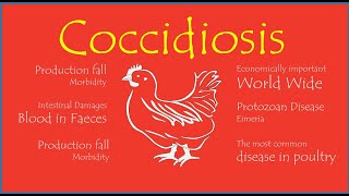 Coccidiosis Life Cycle of Eimeria [upl. by Ylicic55]