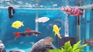 40 gallon breeder African cichlid tank [upl. by Odom]