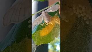 ¿Conocéis los gusanos de seda 🐛 ¡Estos insectos son increíbles 🐛 Bombyx mori [upl. by Arednaxela]