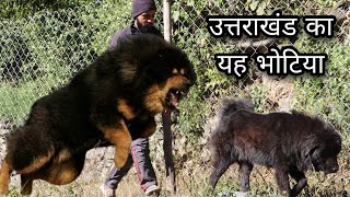 Uttarakhand Ka Bhotia Dog Pure Bhotiya Kutta in Uttarakhand Wale Dog Farm [upl. by Omsare]