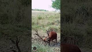 Ce magnifique cerf est prêt à en découdre  cerf brame redstag [upl. by Lynad]