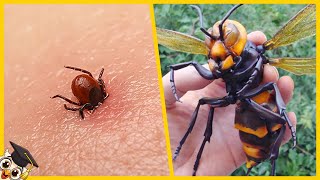 Les 10 Insectes les plus dangereux du monde [upl. by Jacky]