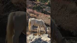 LAKE  Mountain mountains nature horse trendingshorts trekking lake birds [upl. by Cirederf171]