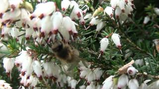 Abeille butinant des fleurs de bruyère [upl. by Diannne]