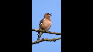 Chaffinch Singing shorts [upl. by Pauline995]