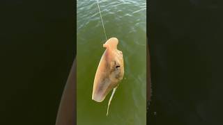 Never fun catching stingrays 😬stingray fishing stingrays fish saltwater fishcontent [upl. by Seana]