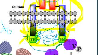 Leçon 15  Voie de Signalisation  Récepteurs tyrosine Kinase  cas de lInsuline [upl. by Analla]