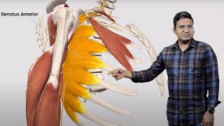 E6 Sample Video Brachial plexus and its injuries Anatomy [upl. by Wj]