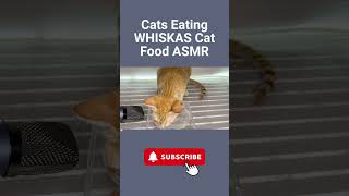 Cats Eating WHISKAS Cat Food ASMR WHISKAS asmr catasmr shortsvideo [upl. by Charo]