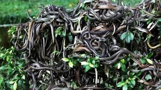 Snake Island  Snake Island Brazil  Snake Island video shorts [upl. by Eyk]