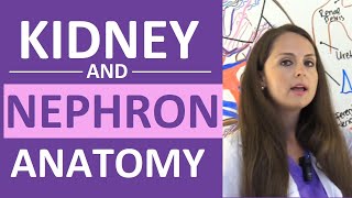 Kidney and Nephron Anatomy Structure Function  Renal Function System [upl. by Norrehs]