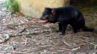 Tasmanian Devil Screaming [upl. by Sibbie33]