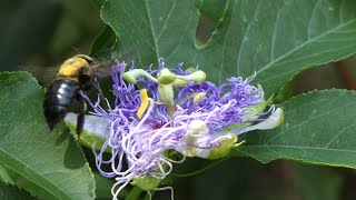 Carpenter Bee pollinates Passion Flowers [upl. by Amadeo]