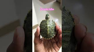 My baby red earslider turtle 2 week groth turtlelover tortoise turtlelove turtley turtlediary [upl. by Hodges57]