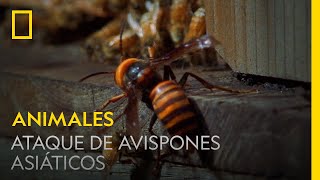 ARK EXTINCIÓN COMO ENCONTRAR PANALES  MIEL DE ABEJA FÁCIL [upl. by Fronnia232]