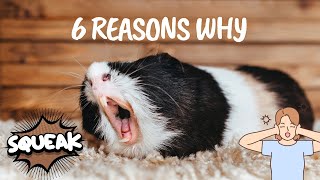 6 Reasons Why Do Guinea Pigs Squeak  Guinea Pigs Squeaking  Understanding Guinea Pig Noises [upl. by Ferreby]