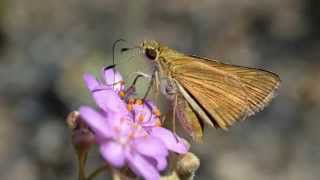 Carnivorous Plants of Kakadu National Park [upl. by Gaskill586]