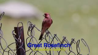 Birds amp Mammals of Ladakh in 4K [upl. by Nino]