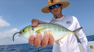 Using BIG BAITS to Catch Dinner Catch Clean Cook Amberjack [upl. by Ahusoj]