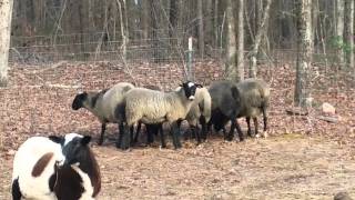 4 month old Romanov sheep in Georgia USA [upl. by Averyl764]