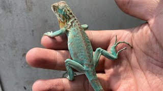 SIAPKAN 100RB KALIAN IGUANA MURMER SEMAKIN DEKAT [upl. by Leira436]