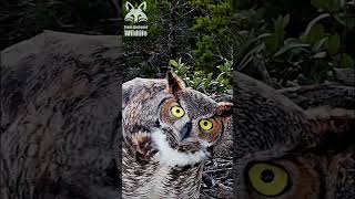 Great horned owls making crazy faces  shorts [upl. by Curtice]