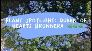 Plant Spotlight Queen of Hearts Brunnera  Friday Shoutout series 🌿🌿🌿 [upl. by Oad]