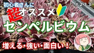 233【多肉植物】センペルビウム特集！🔰初心者さんも簡単！増える！面白い！置き場・花壇・増やし方 [upl. by Eeliah]