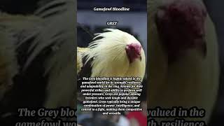 Gamefowls Bloodline  Grey 1 [upl. by Oj]