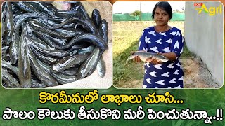 Vietnam Murrel Korameenu Fish Farming  కొరమీనులో లాభాలు చూసి పొలం కౌలుకు తీసుకొని మరీ Tone Agri [upl. by Akiria]