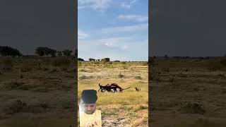 animalvideo animal animals animalvideos animallover animallovers cuteanimals [upl. by Judah]