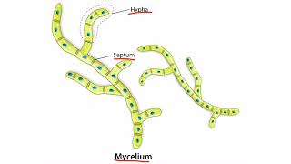 Introduction to Fungi for the USMLE Step 1 [upl. by Nyraa403]