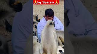 🙏Jay Siyaram 🙏 [upl. by Oneida]