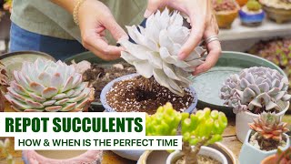 How To Repot Succulents amp When Is The Perfect Time 🪴  Important Tips for Beginners ✔️ [upl. by Tsugua]