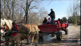 Kortright Park Vaughan  Maple Syrup Festival and Things To Do [upl. by Ellinet]