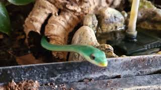 Hide amp Seek with Negi the Rough Green Snake 🐍 [upl. by Leeann]