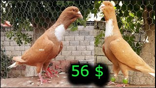 افضل انواع الحمام للكش والتربية مزاد على فحل امازوني طير حمام كش Mazoni Dewlap Pigeons [upl. by Lefkowitz]