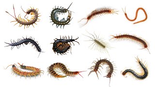 12 Species of Centipede  Different Types of Centipede [upl. by Jan]