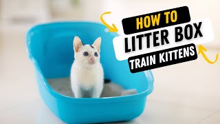 HOW TO TRAIN BABY KITTENS TO USE THE LITTER BOX [upl. by Belinda]