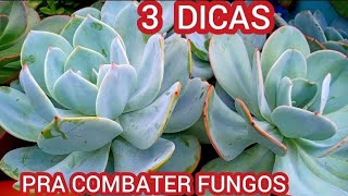 COMO COMBATER FUNGOS NAS PLANTAS [upl. by Nils]