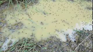 Dolichopodidae flies displaying on a puddle [upl. by Salsbury]