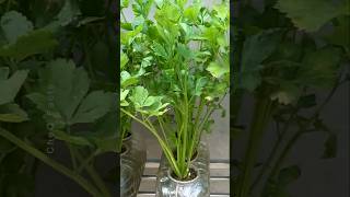 How to Grow Coriander at Home Using Plastic Bottles plants farming shorts [upl. by Cud113]