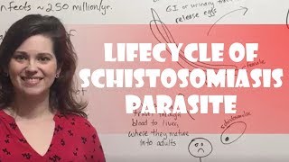 Lifecycle of Schistosomiasis Parasite [upl. by Tamah]