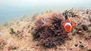 Aggressive Clownfish defending its nest [upl. by Aeriell]