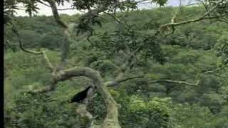 Identifying exotic birds in the tropical rainforest  David Attenborough  BBC wildlife [upl. by Abagael]