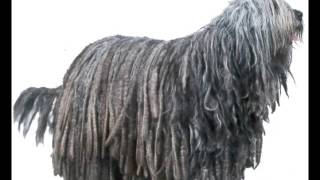 Bergamasco  Puppies for Sale by Pets4Youcom [upl. by Griffiths29]