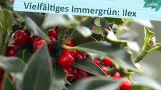 Alleskönner Ilex  MDR Garten [upl. by Noitsirhc]