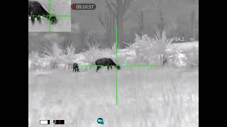 Guide TU431 Thermal Scope Footage  Deer 2 [upl. by Akcirederf]