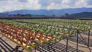 AURA Hidroponía  Cultivos Hidropónicos Urbanos en Medellín [upl. by Denzil]